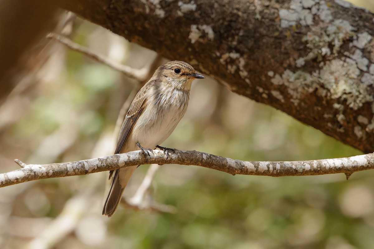 Spotted Flycatcher - ML645126498