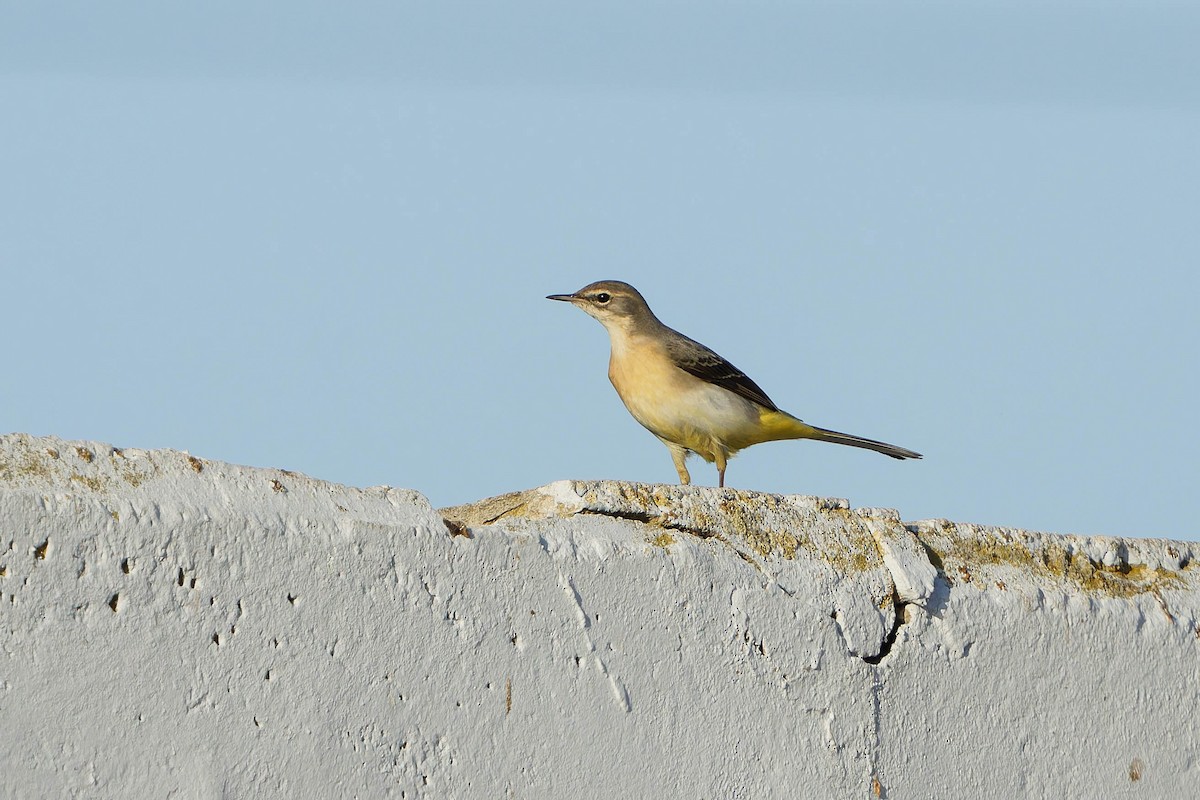Gray Wagtail - ML645126516