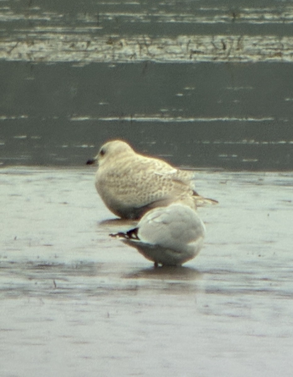 Iceland Gull (kumlieni) - ML645126527