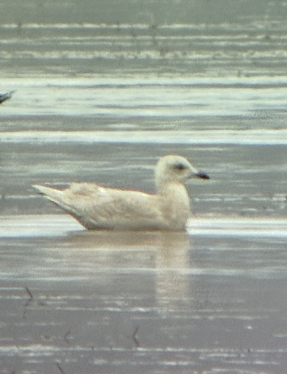 Iceland Gull (kumlieni) - ML645126528
