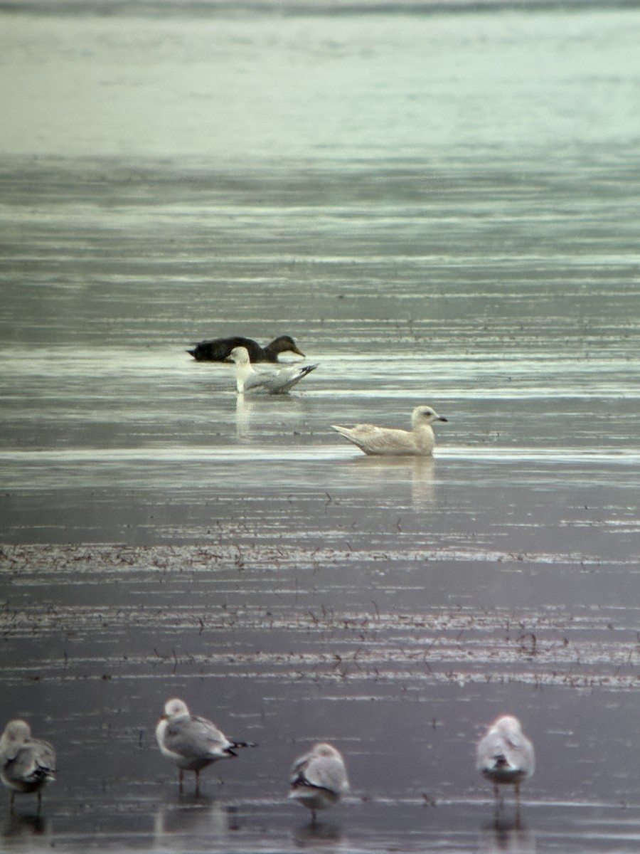 Iceland Gull (kumlieni) - ML645126529