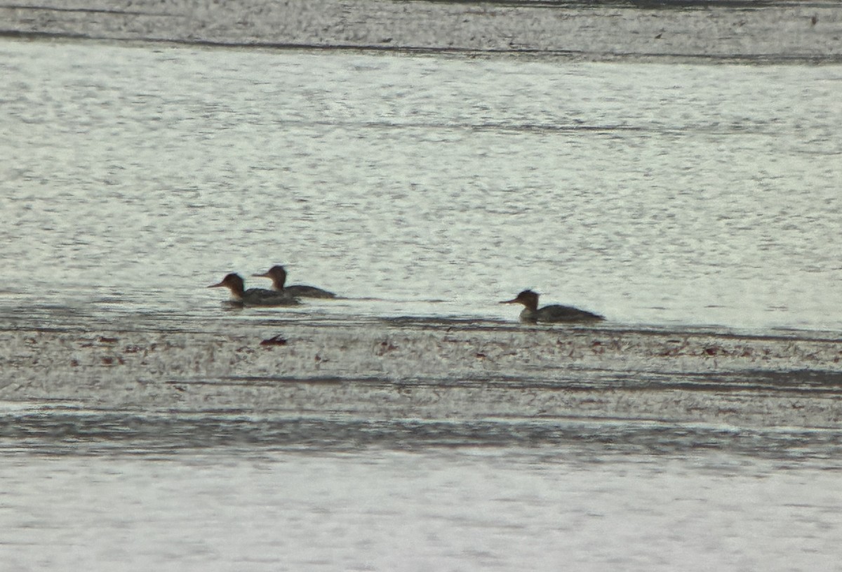 Red-breasted Merganser - ML645126555