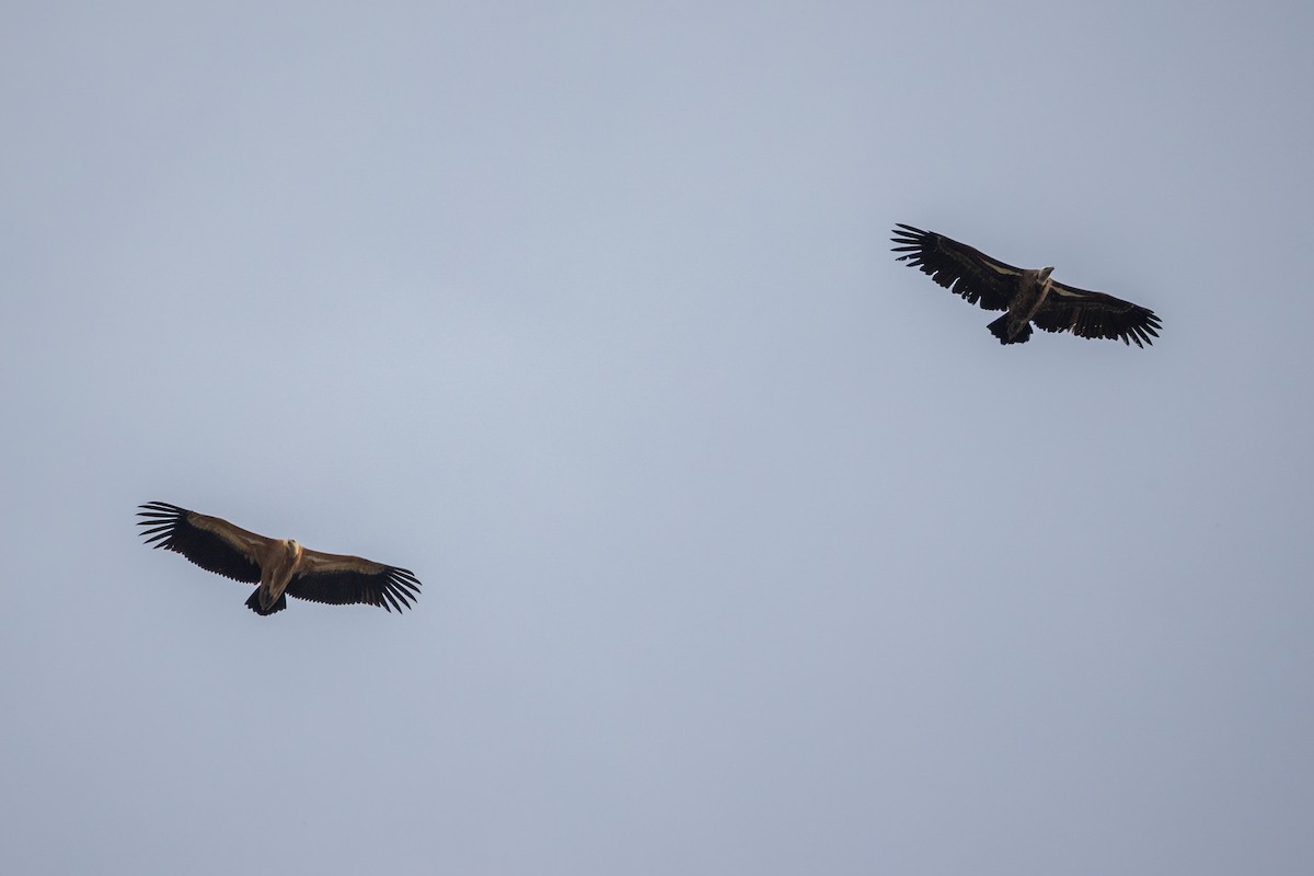 sup krahujový - ML645126573