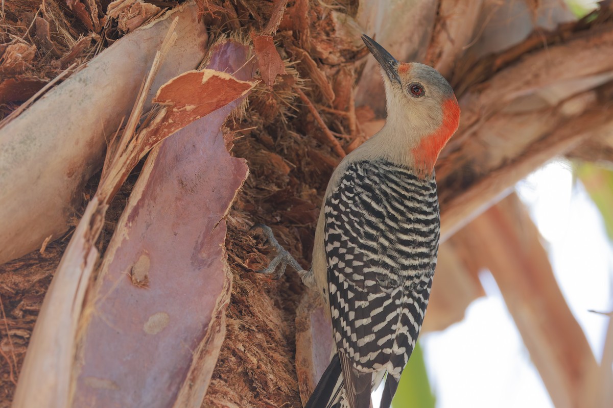 Carolinaspecht - ML645126594