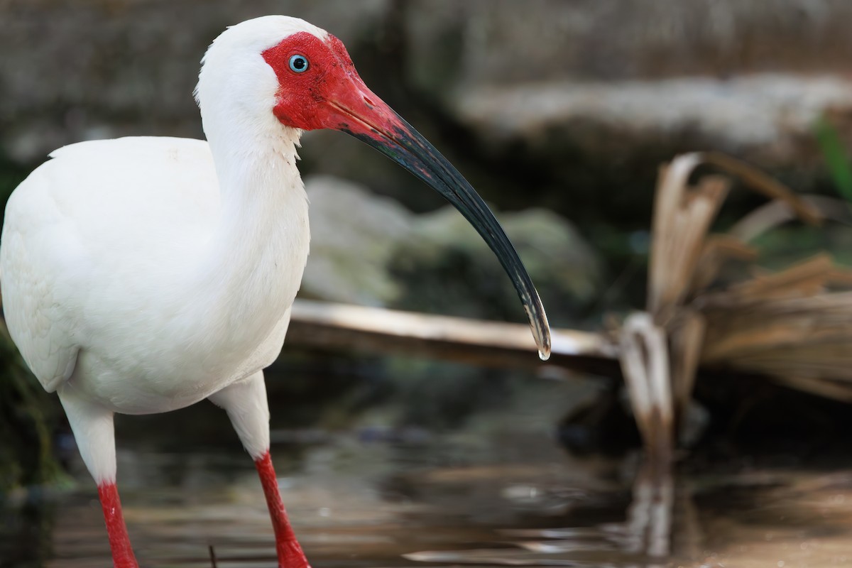 White Ibis - ML645126607