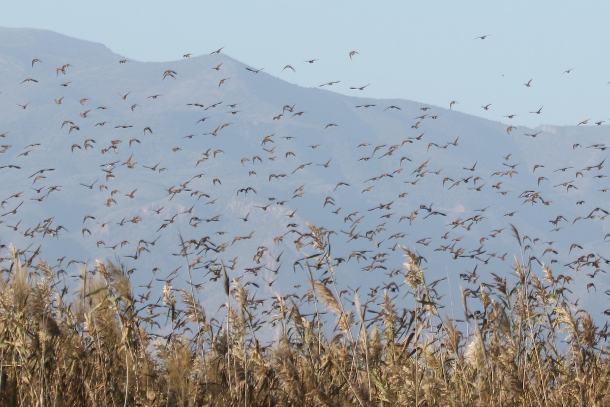 European Starling - ML645126616