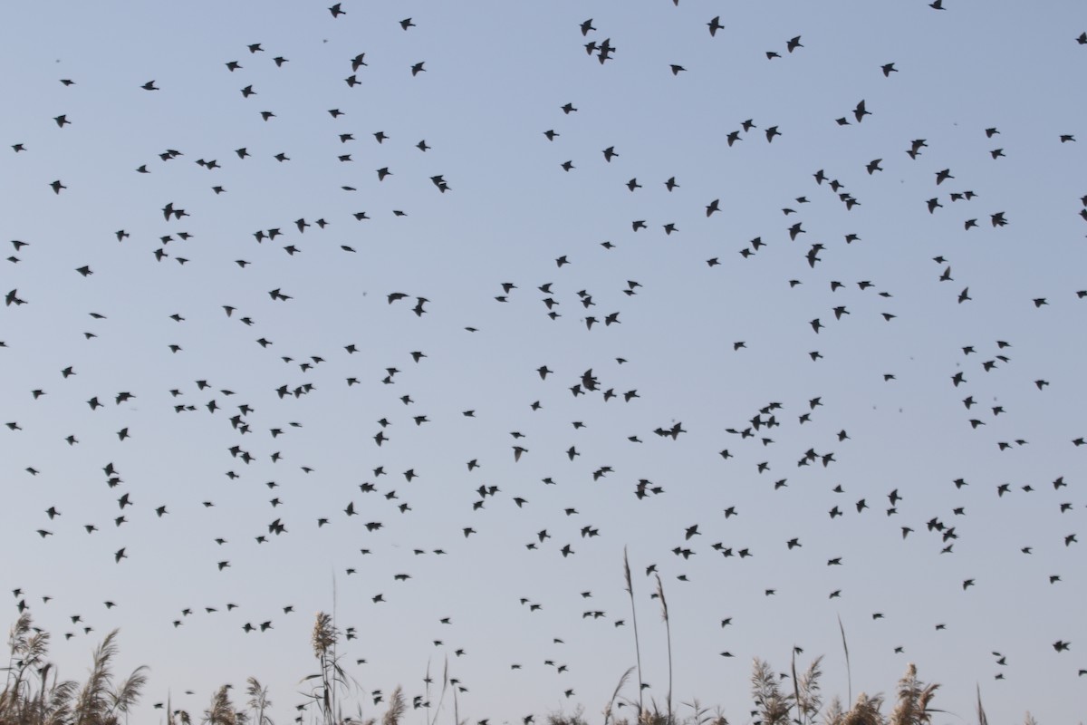 European Starling - ML645126617