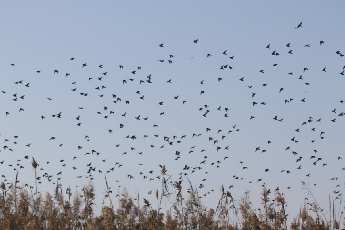 European Starling - ML645126618