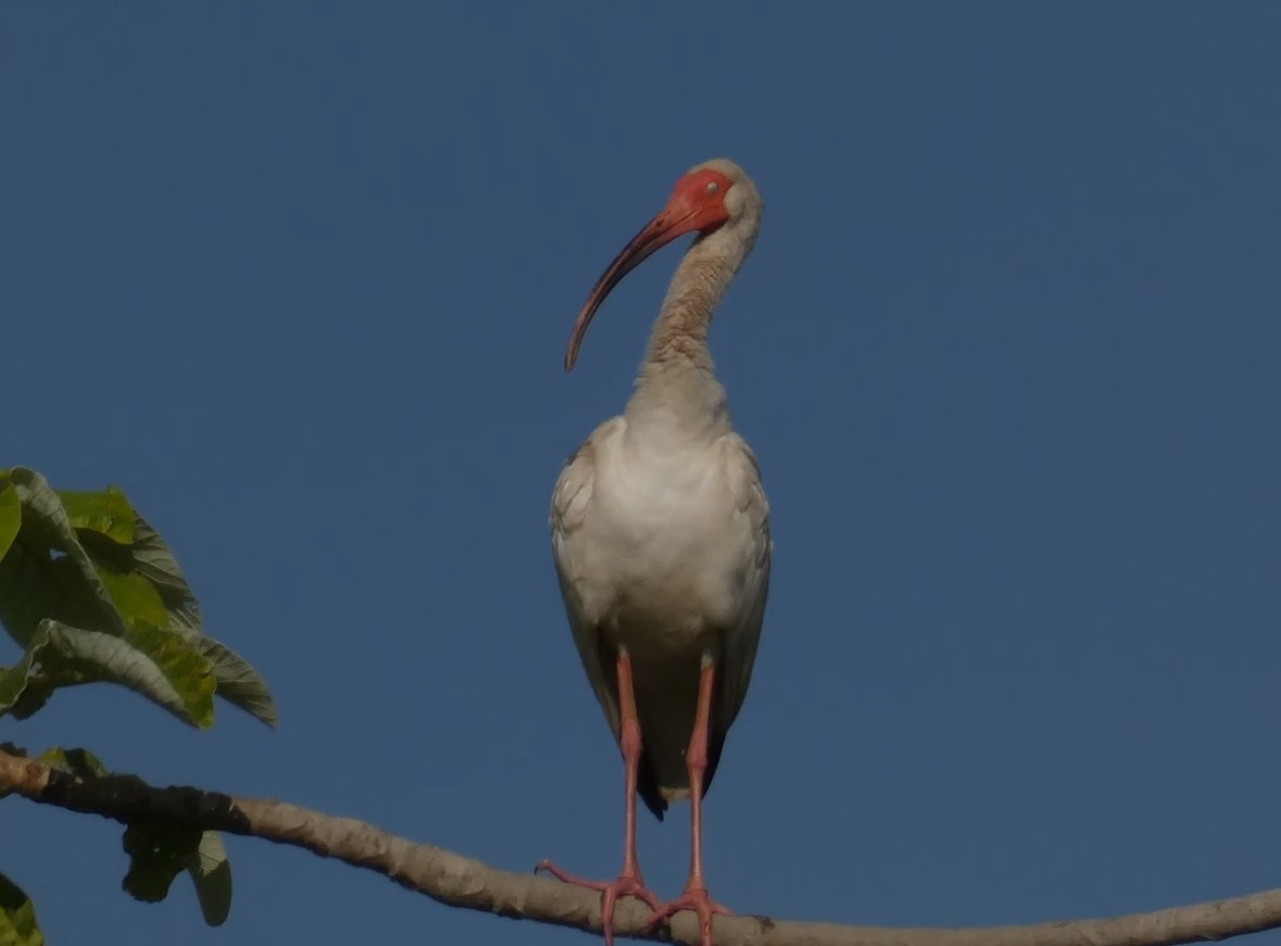 White Ibis - ML645126626