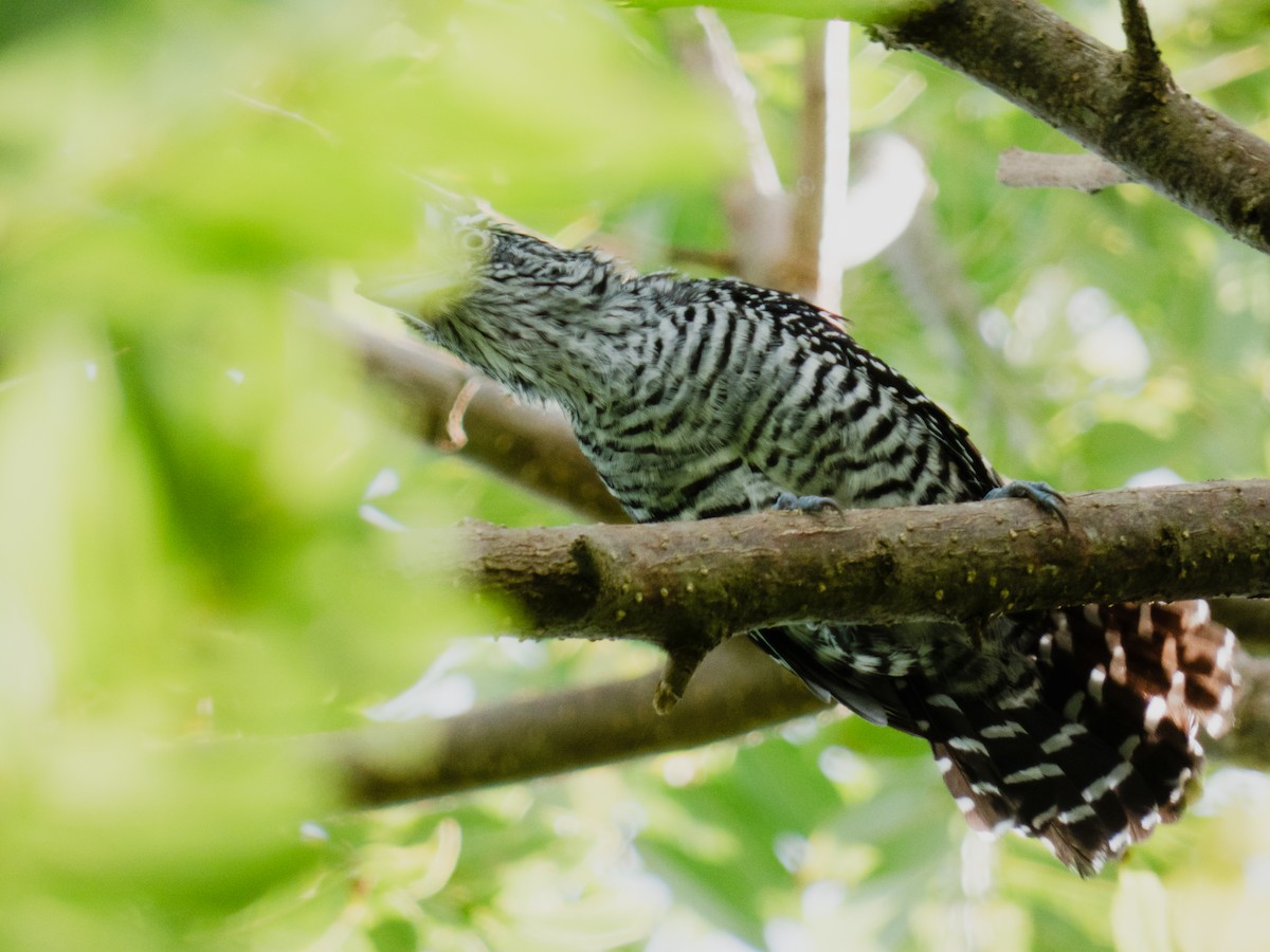 Batará Barrado - ML645126641