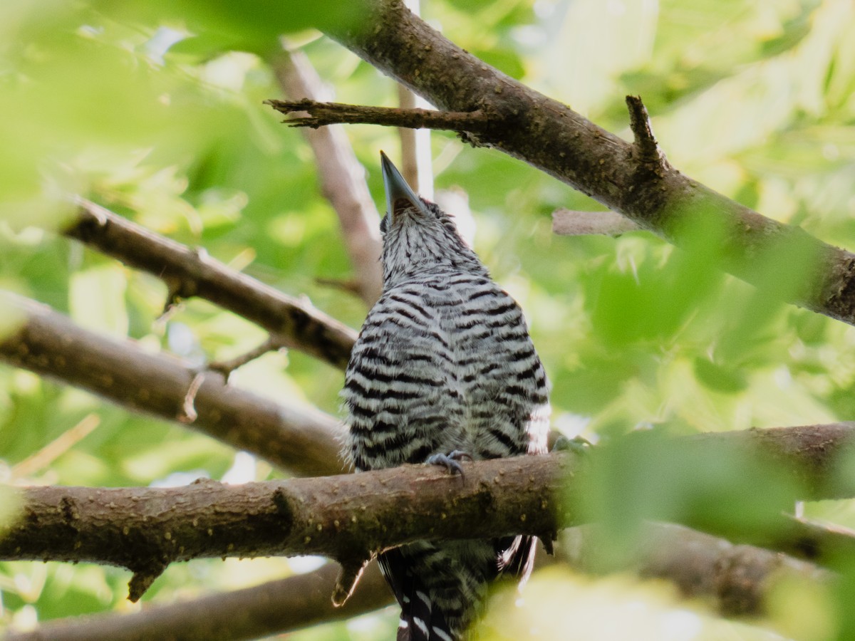 Batará Barrado - ML645126642