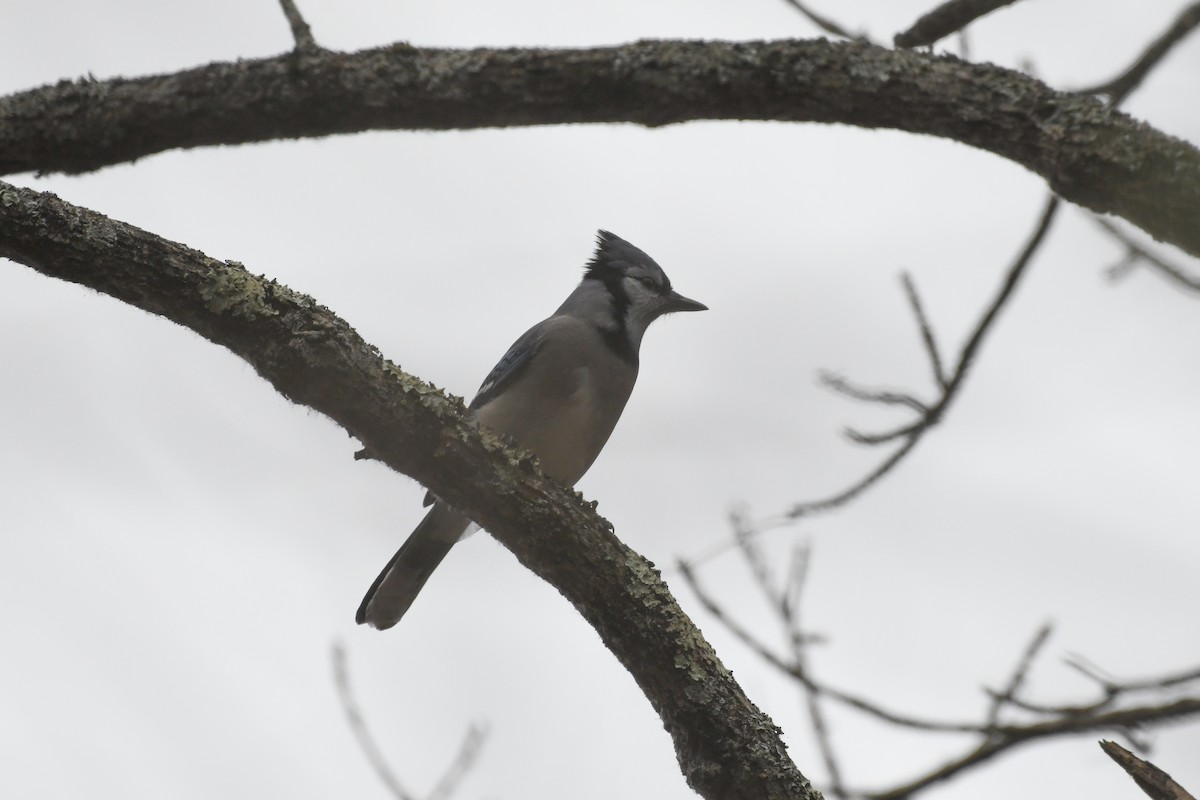 Blue Jay - ML645126647