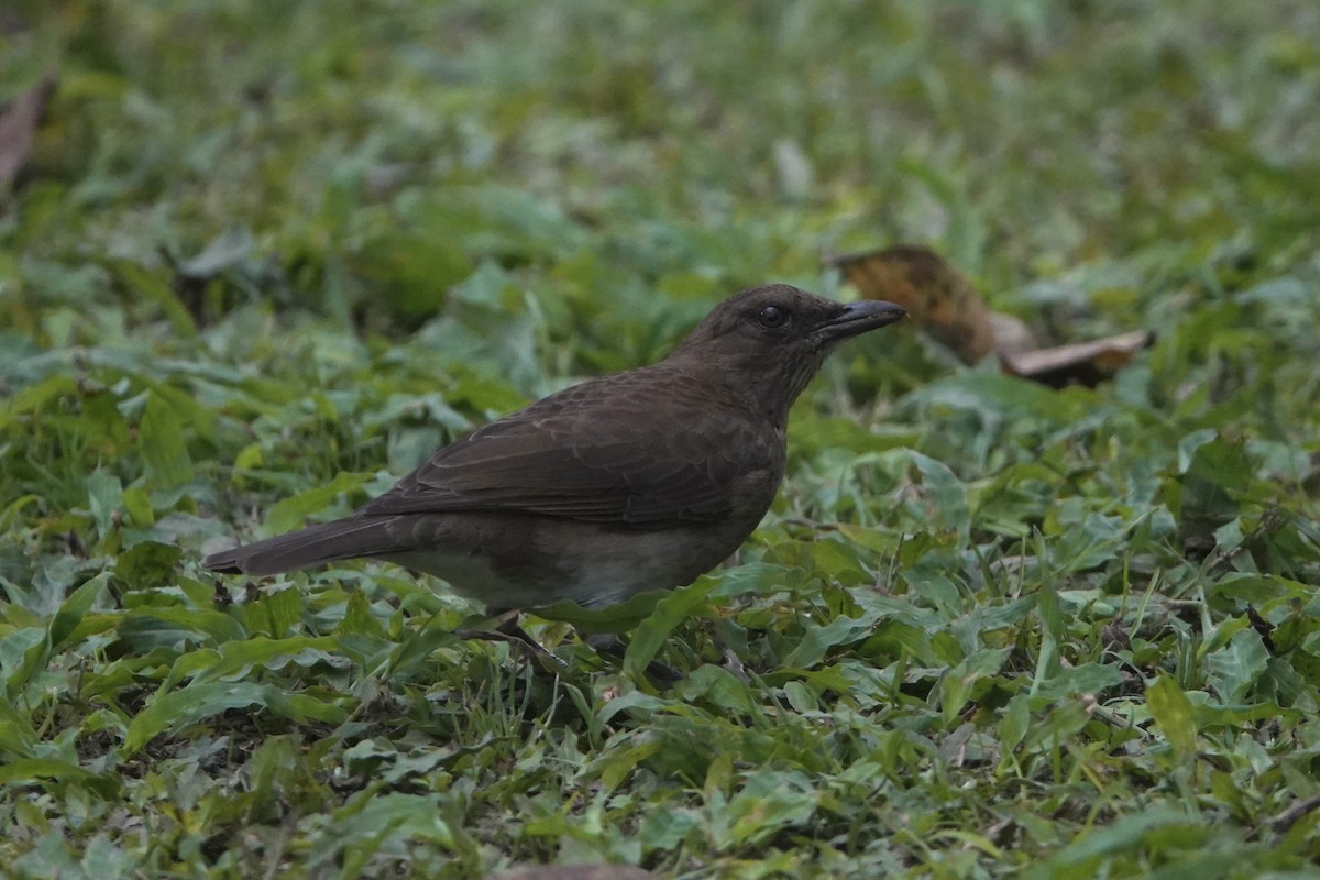 Black-billed Thrush - ML645126693