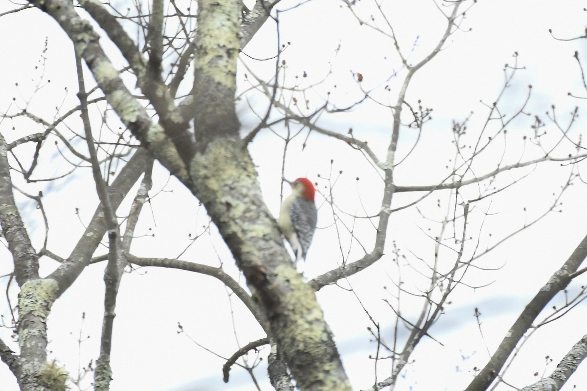 Carolinaspecht - ML645126706