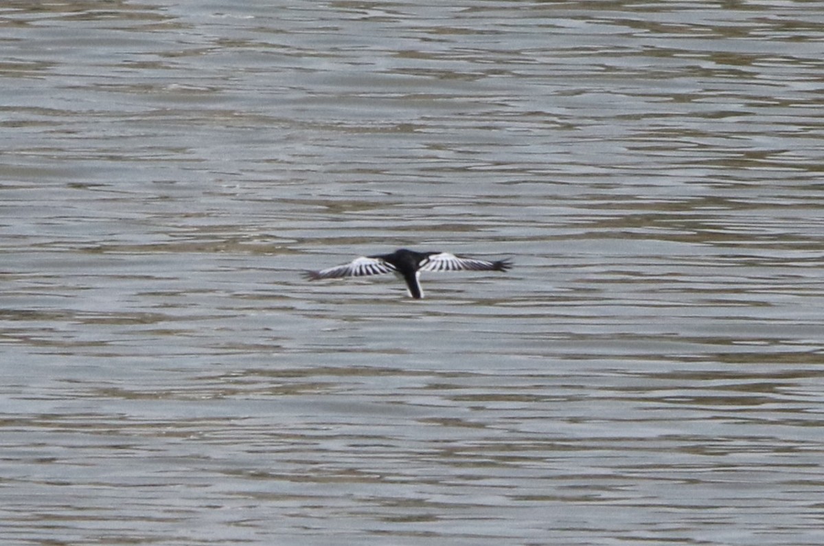 Bergeronnette indienne - ML645126717