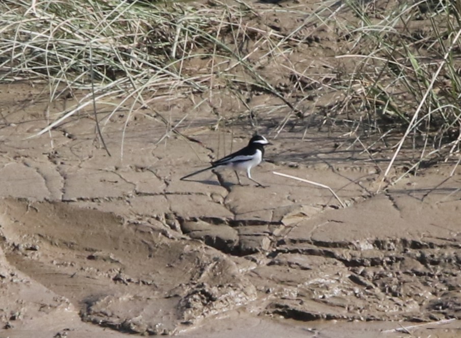 Bergeronnette indienne - ML645126718