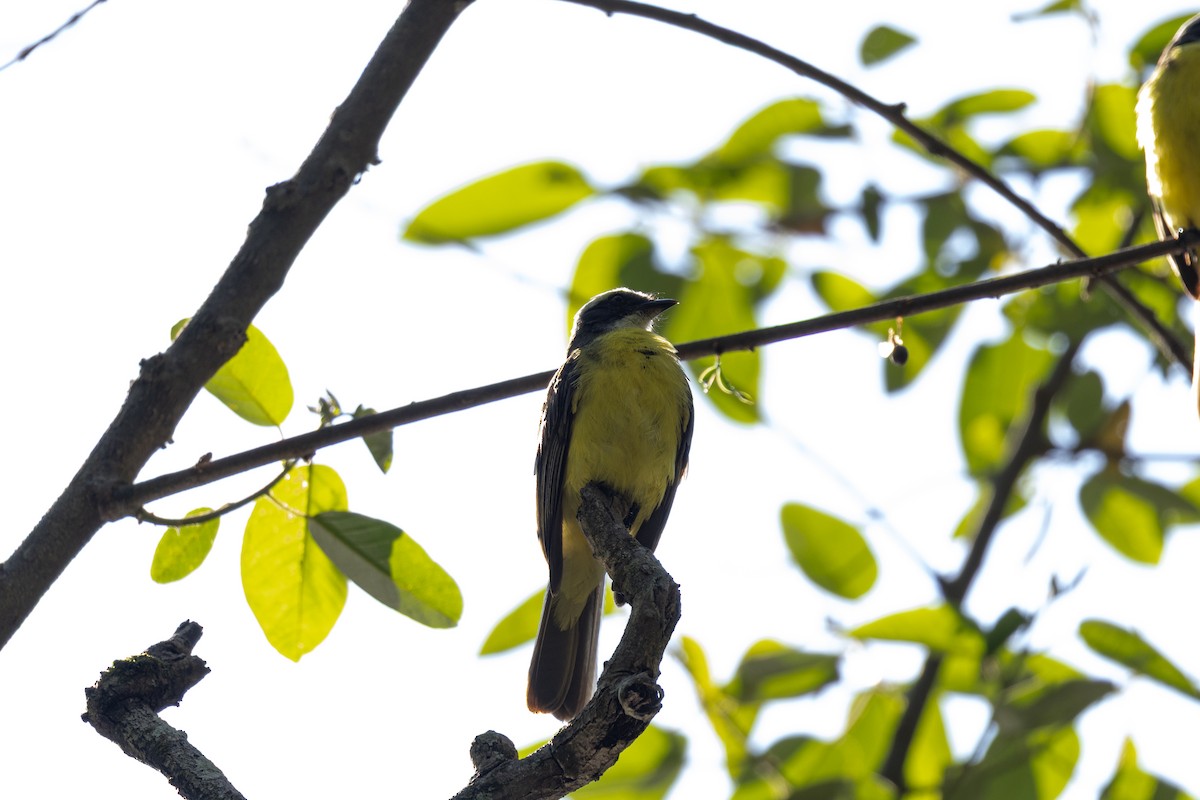 Sosyal Tiran - ML645126725