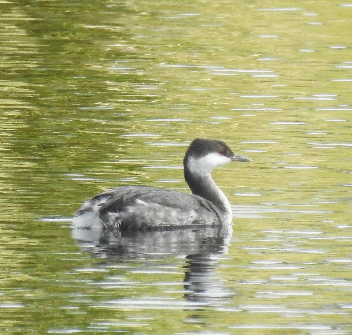 Horned Grebe - ML645126728