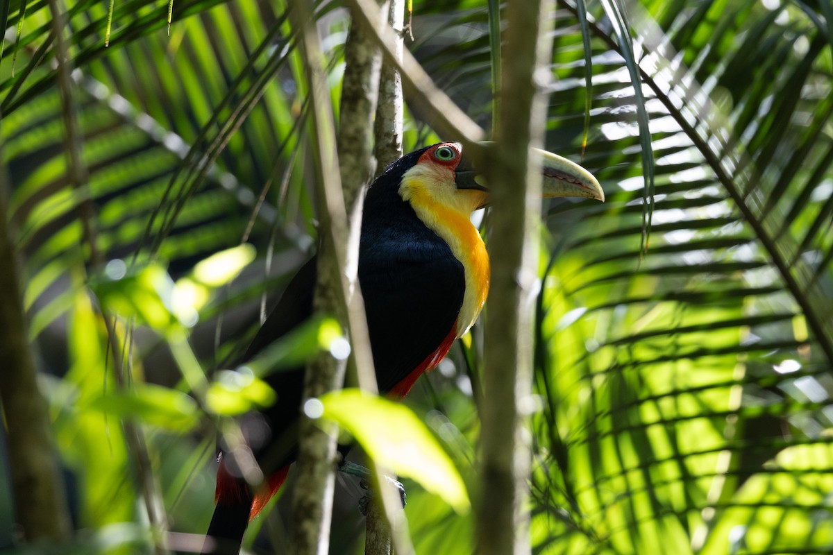 Red-breasted Toucan - ML645126730