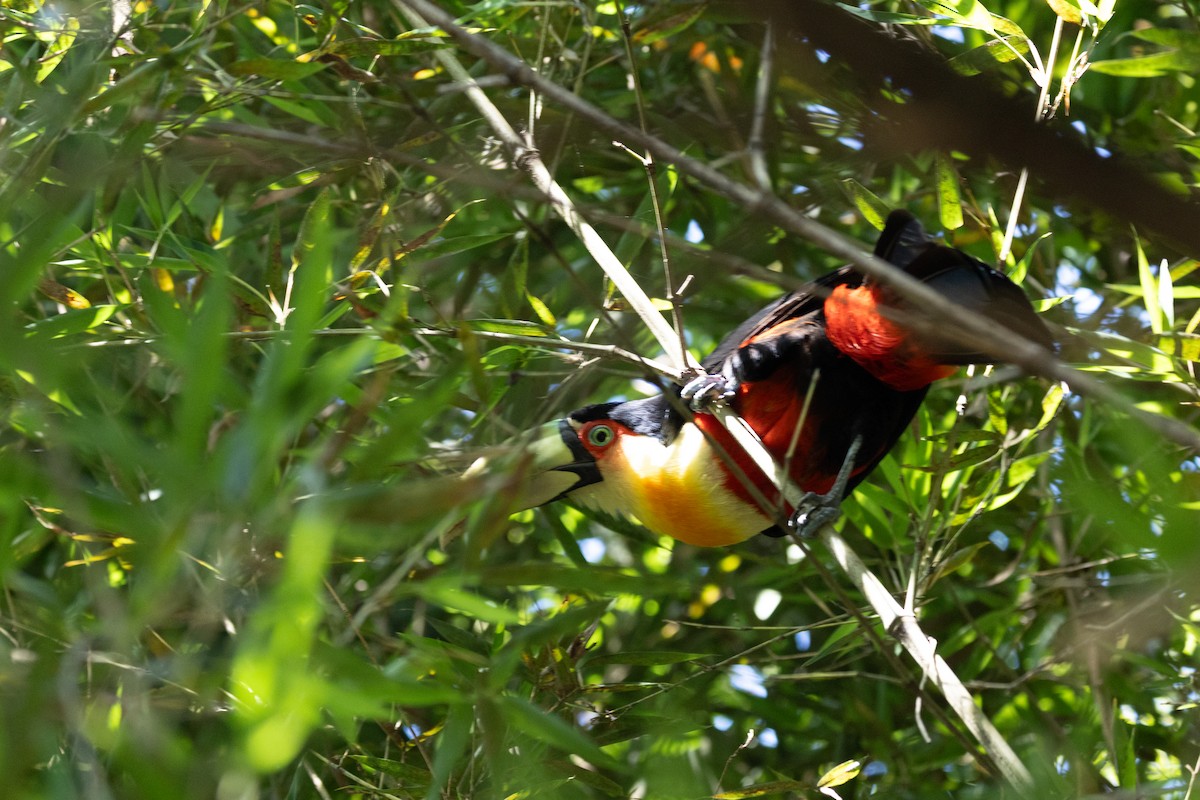 Red-breasted Toucan - ML645126731
