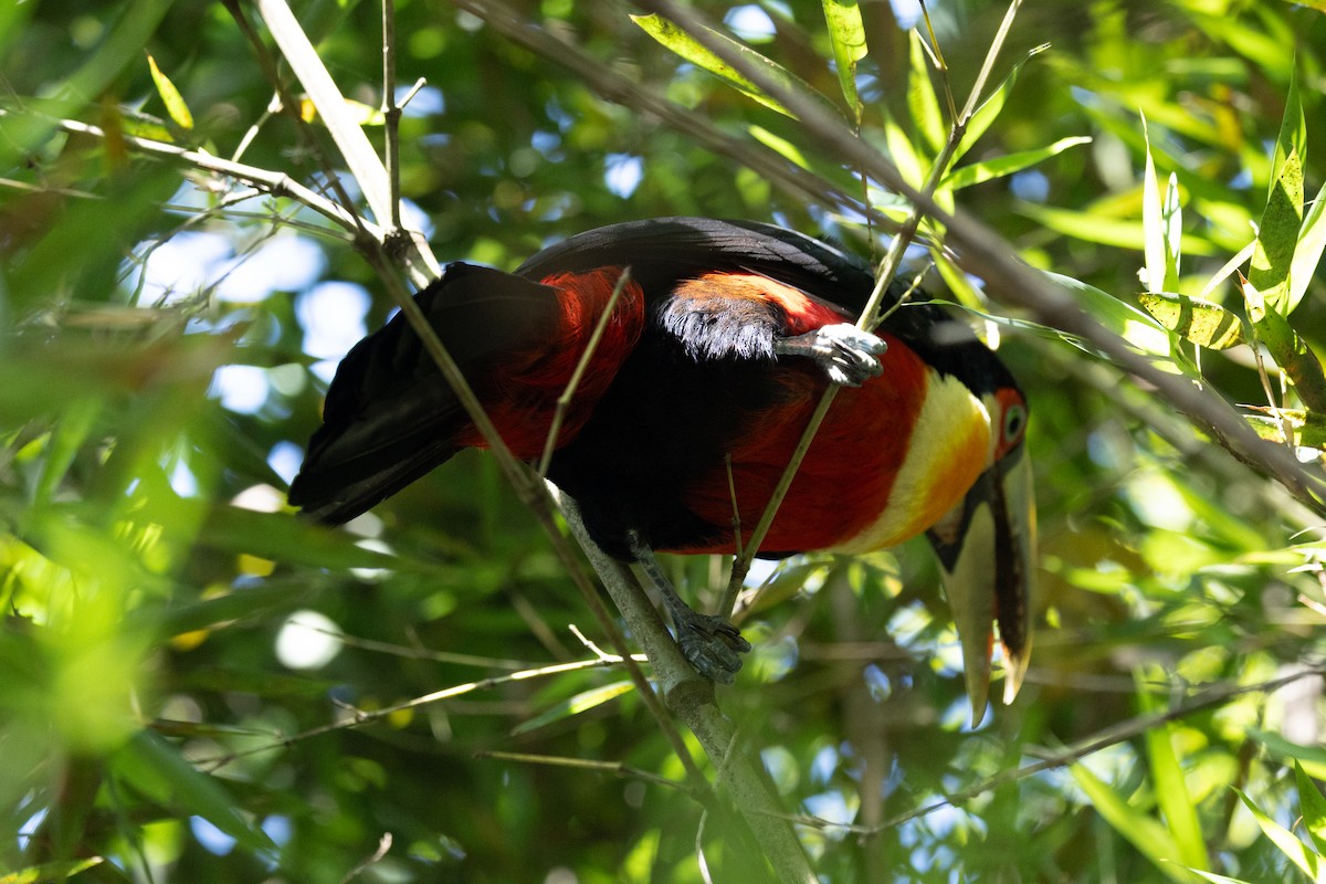 Red-breasted Toucan - ML645126732