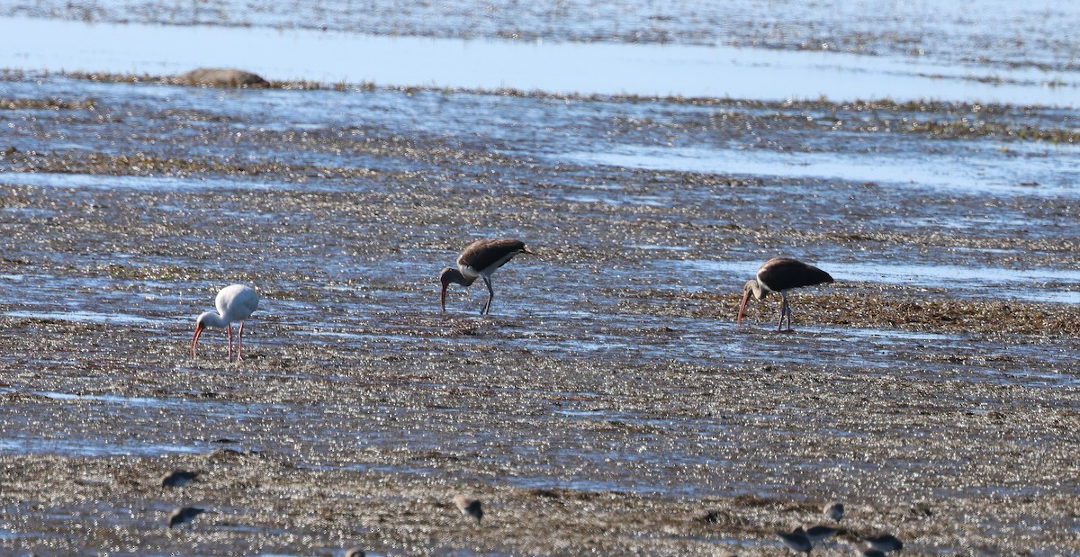 White Ibis - ML645126733