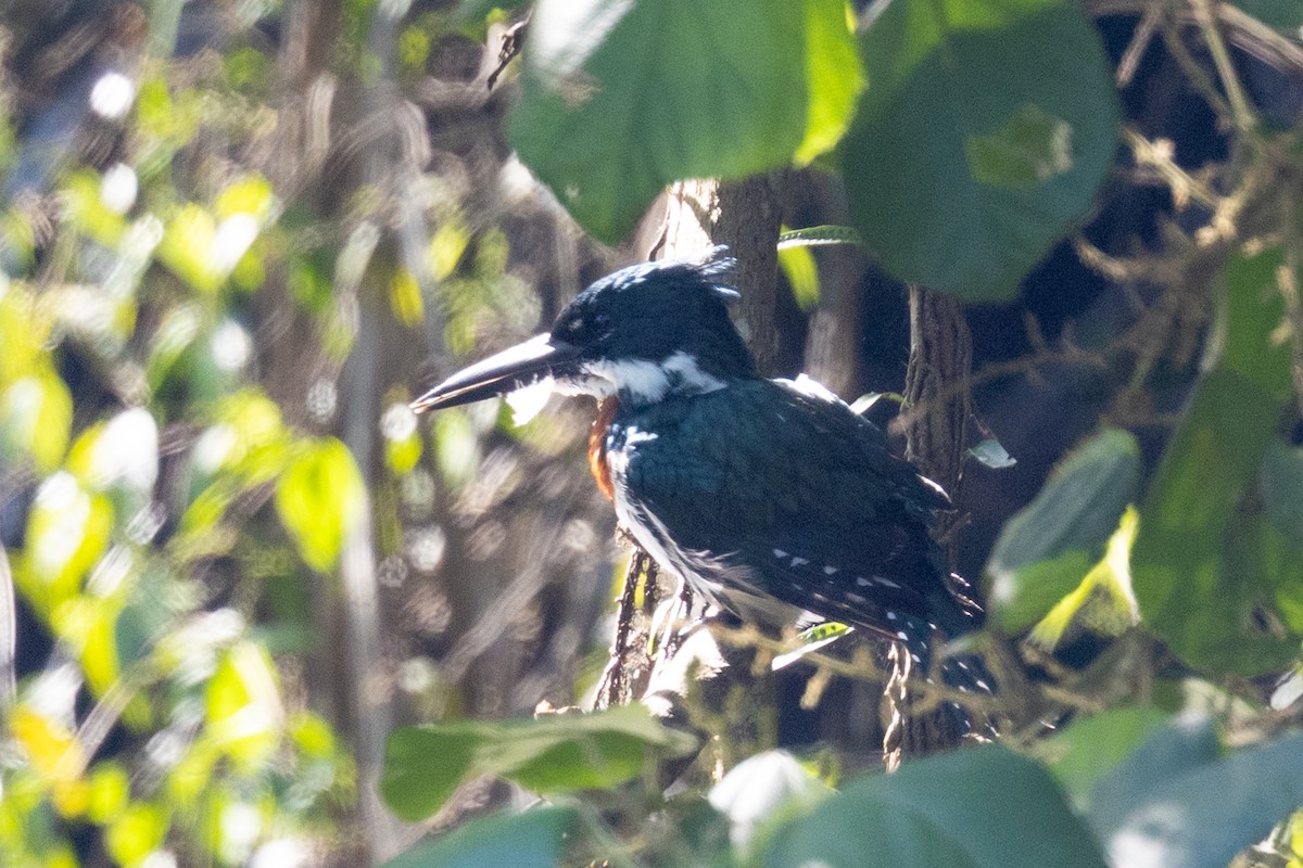 Green Kingfisher - ML645126736