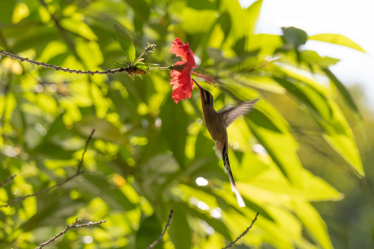 Planalto Hermit - ML645126737