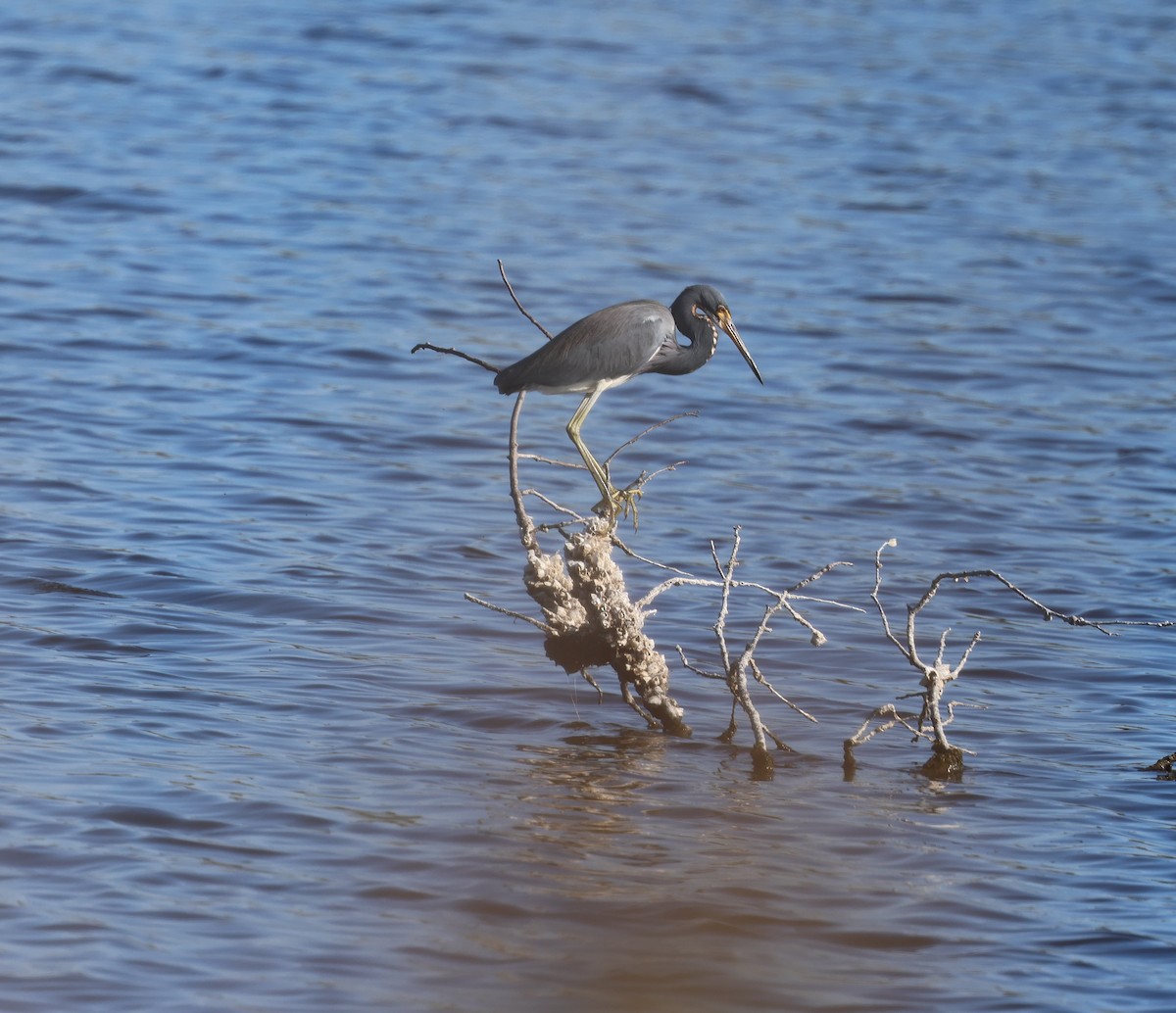 Tricolored Heron - ML645126755