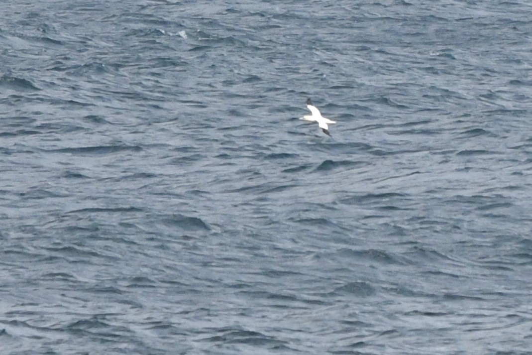 Northern Gannet - ML645126756