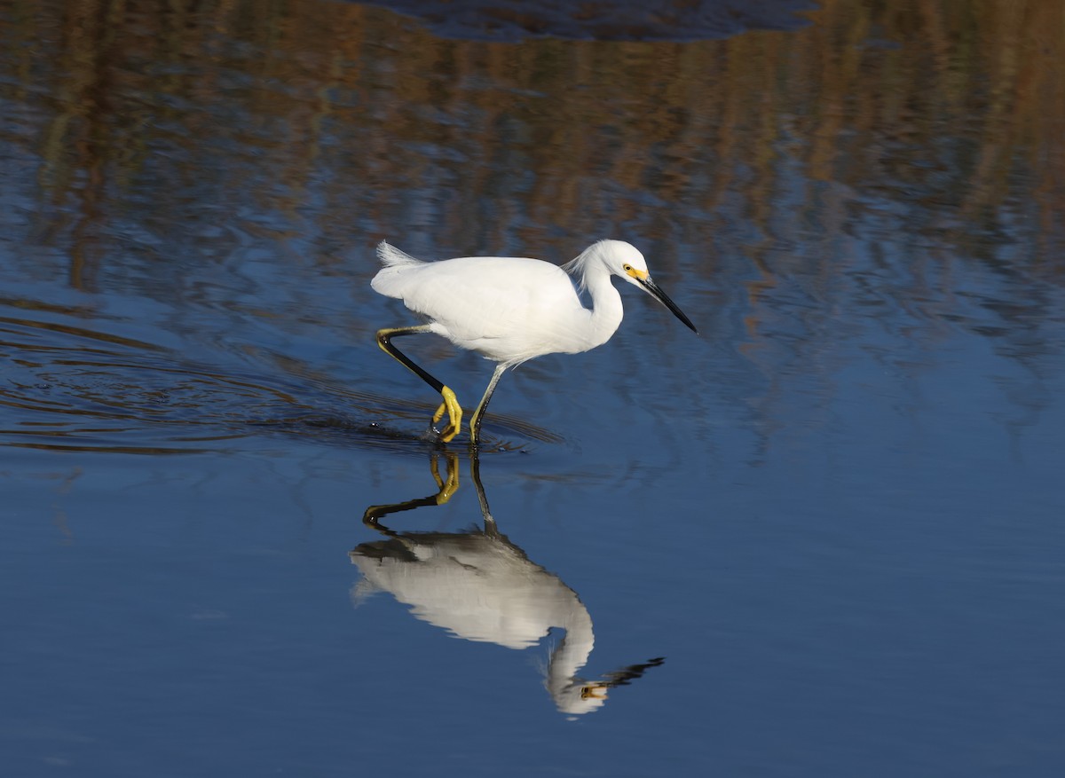 לבנית אמריקנית - ML645126777