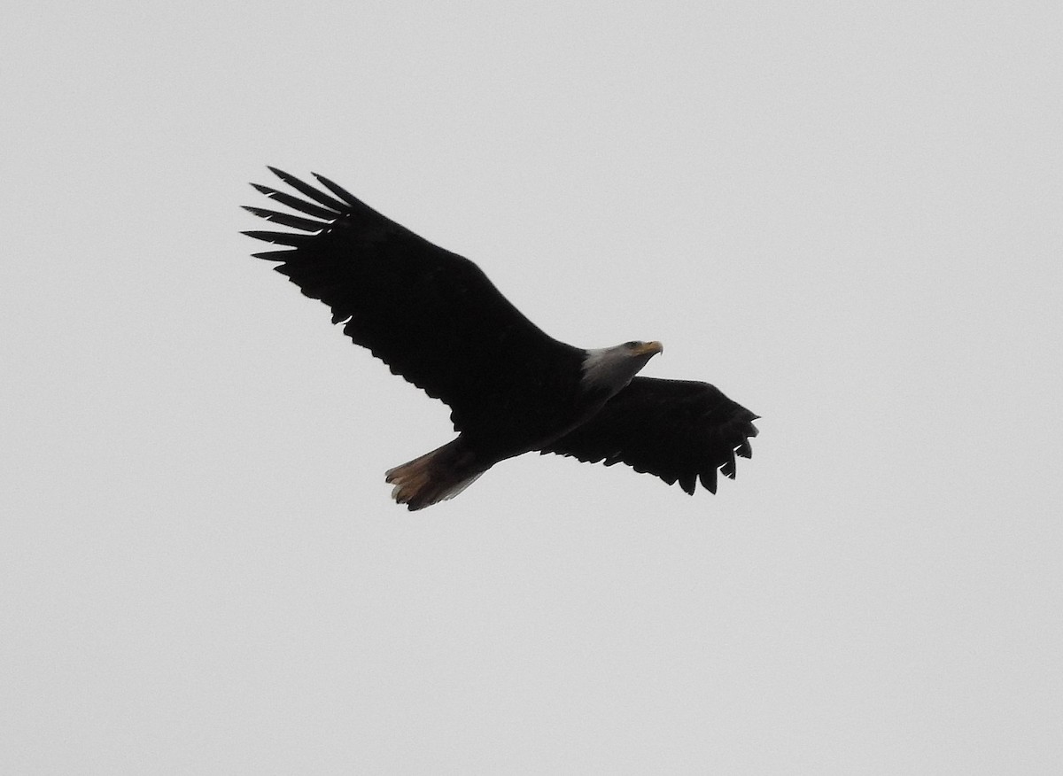 Bald Eagle - ML645126780