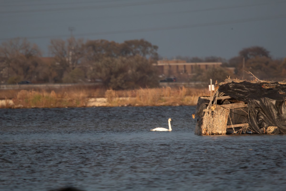 Trumpeter Swan - ML645126783