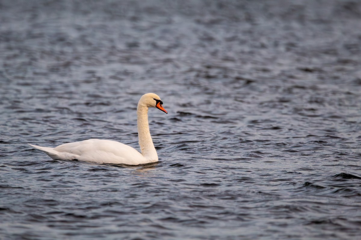 Лебідь-шипун - ML645126788