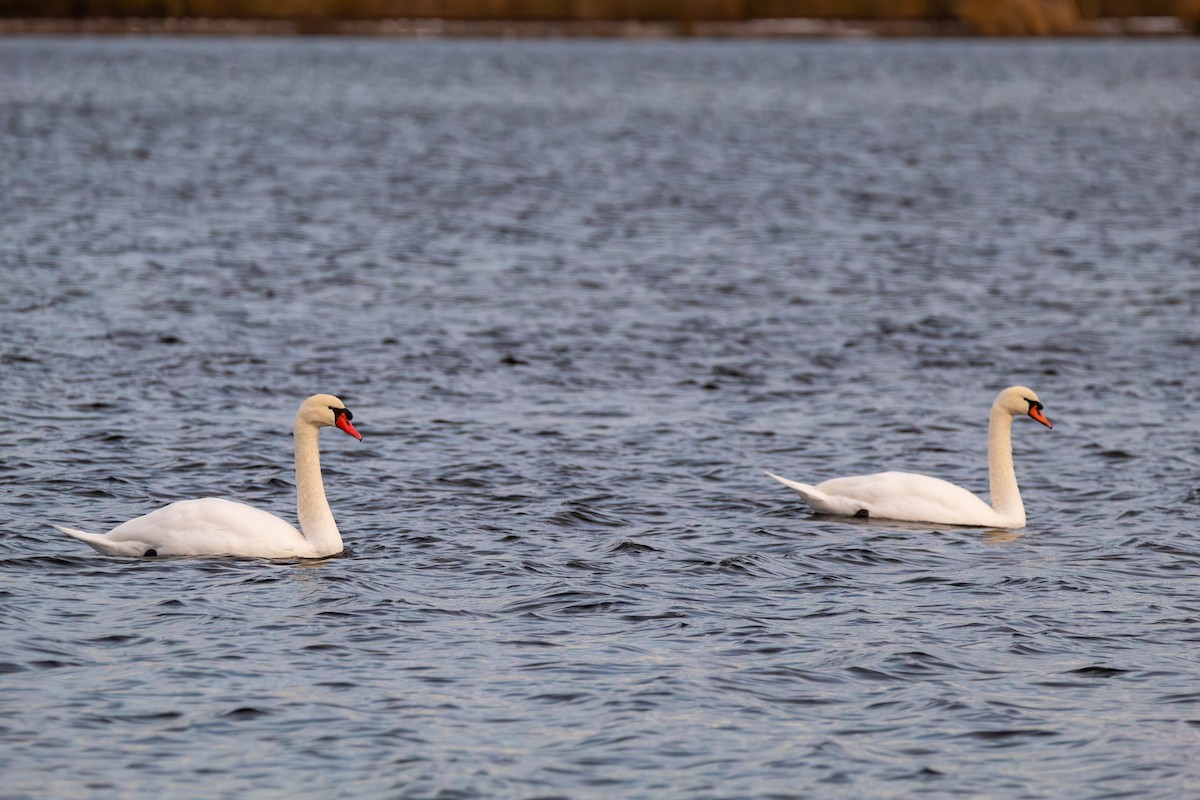 Лебідь-шипун - ML645126789