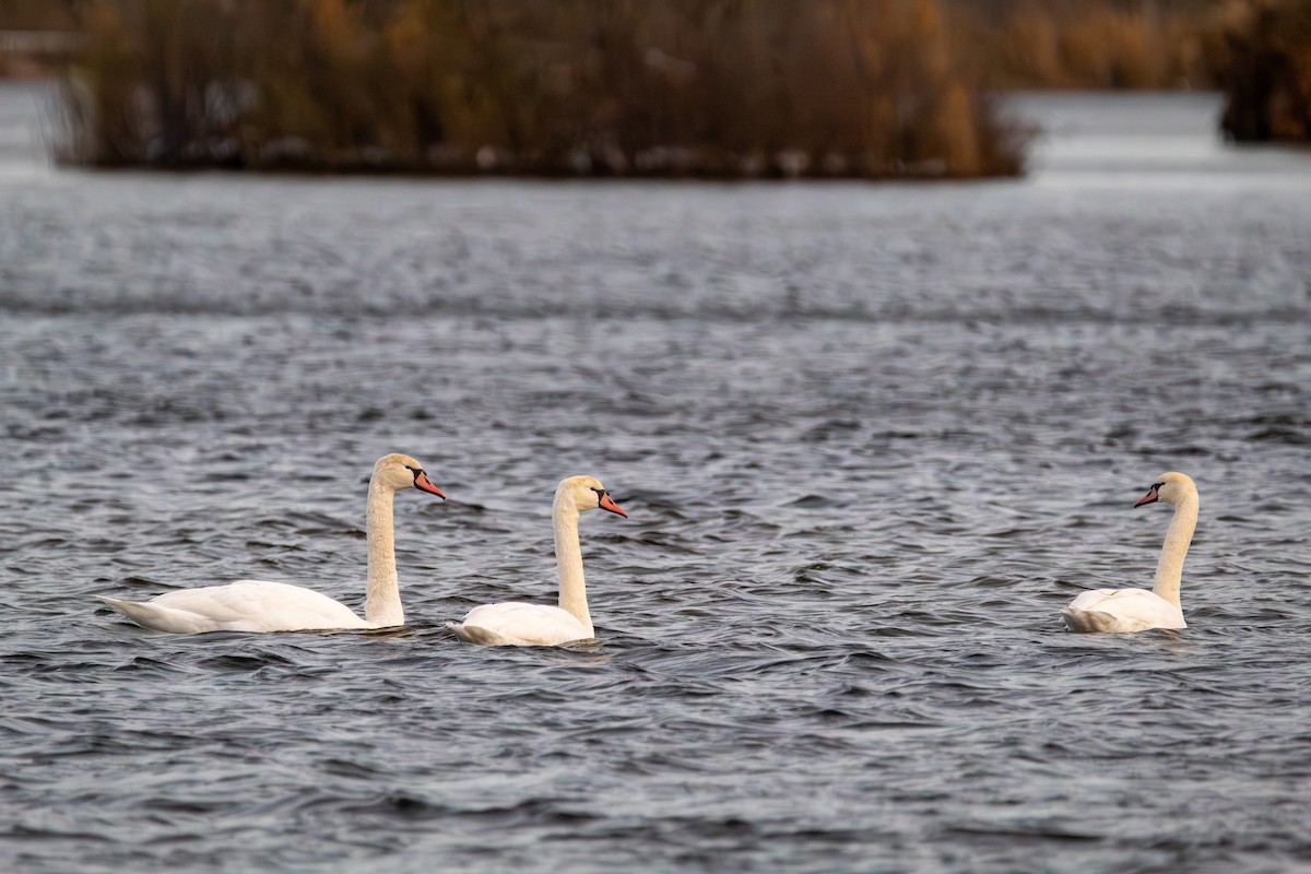 Лебідь-шипун - ML645126790