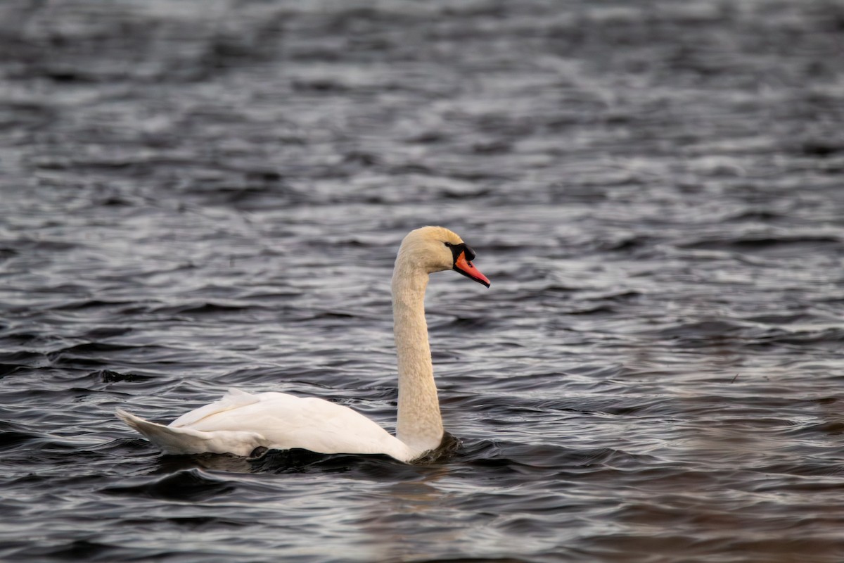 Лебідь-шипун - ML645126791