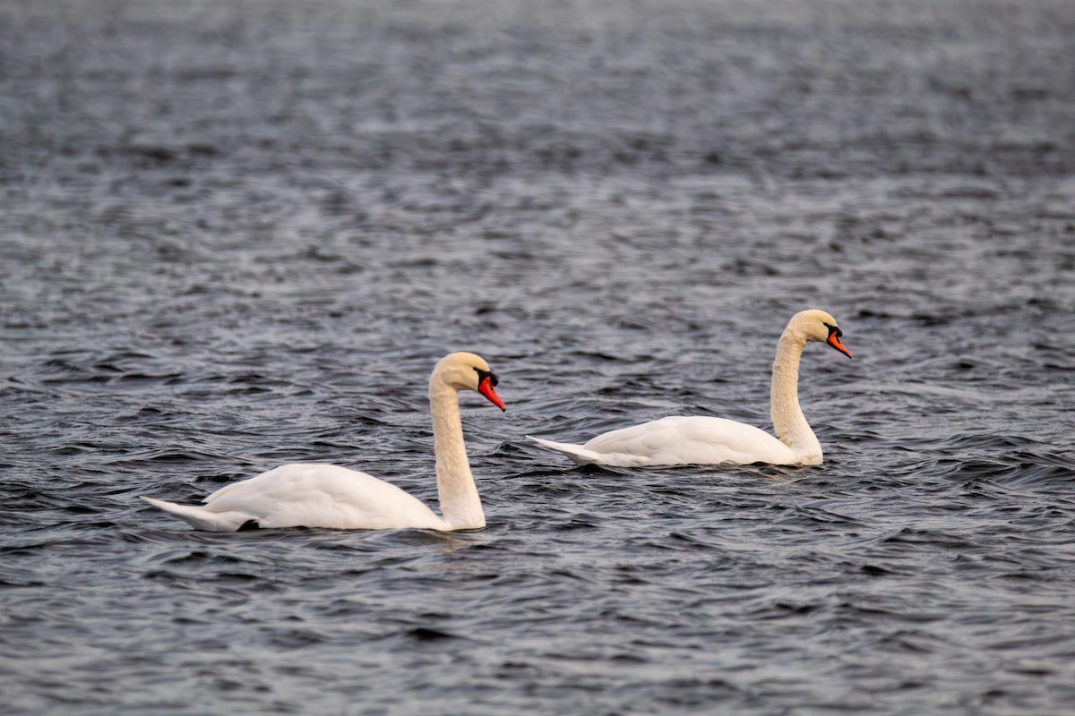 Лебідь-шипун - ML645126792