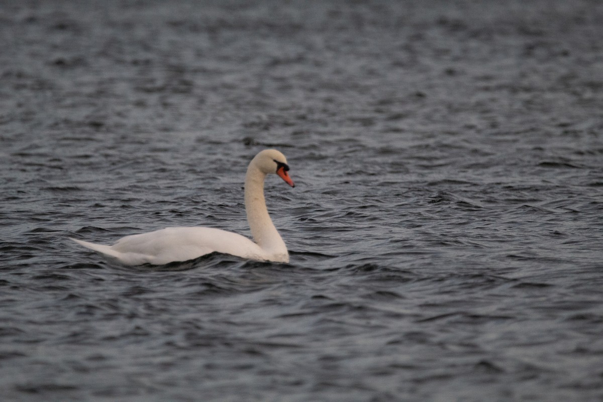 Лебідь-шипун - ML645126793