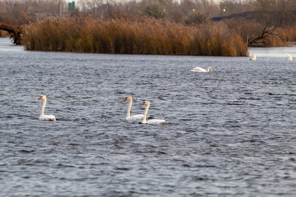 Лебідь-шипун - ML645126794