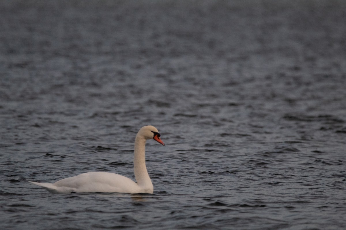 Лебідь-шипун - ML645126795