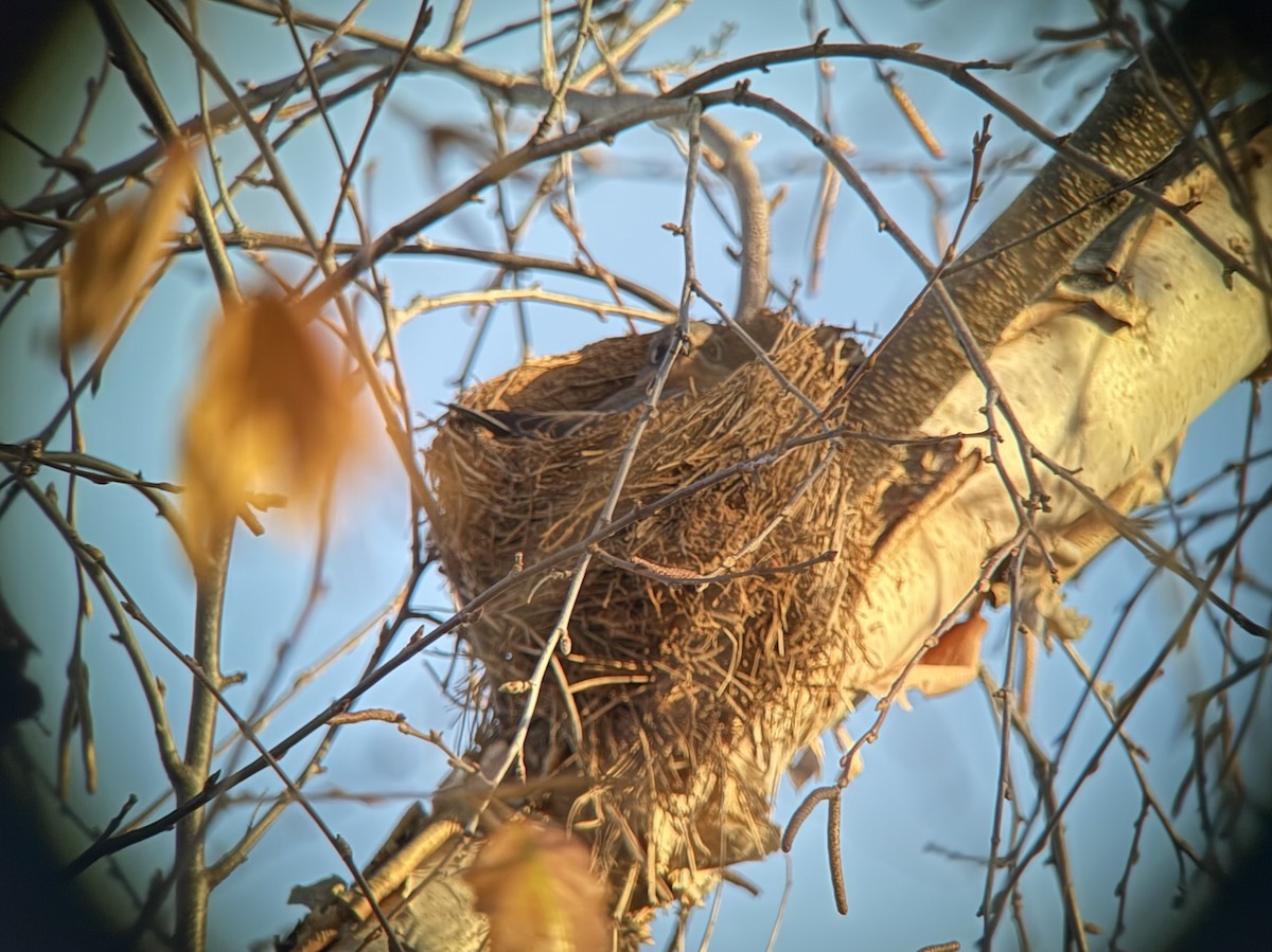 Rotkehl-Hüttensänger - ML645126803