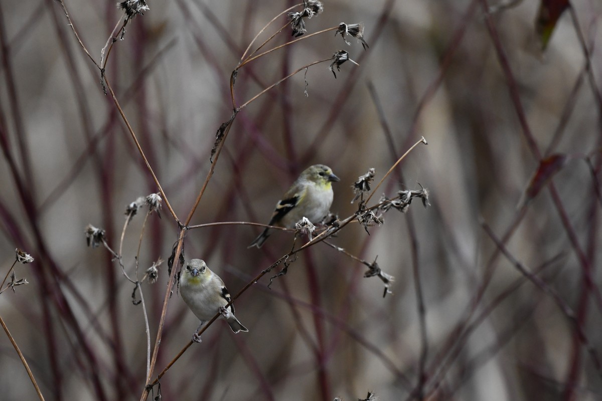 American Goldfinch - ML645126809