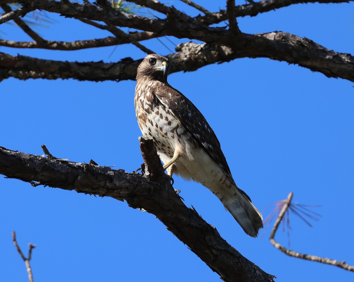 Red-shouldered Hawk - ML645126812