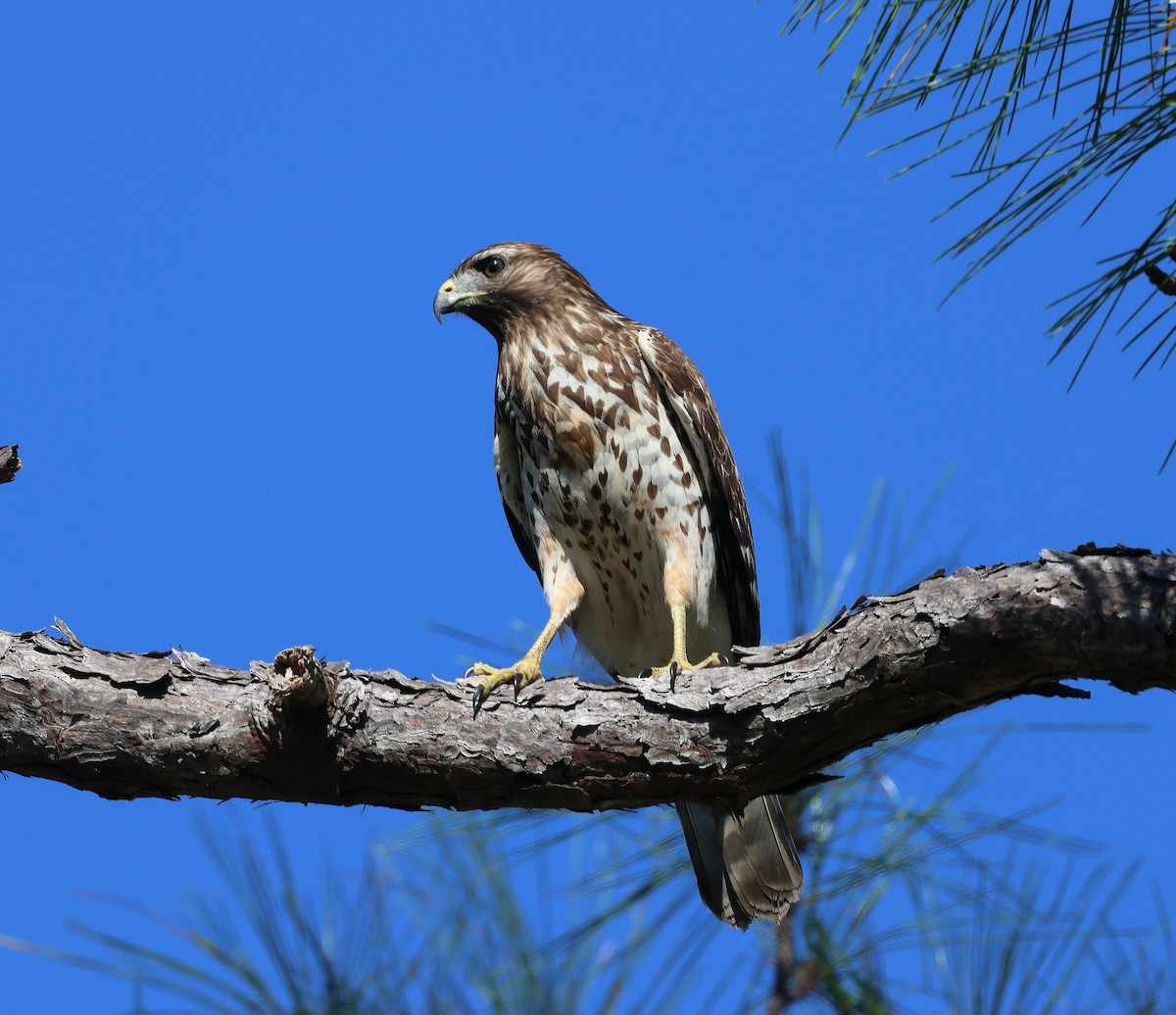 Red-shouldered Hawk - ML645126813