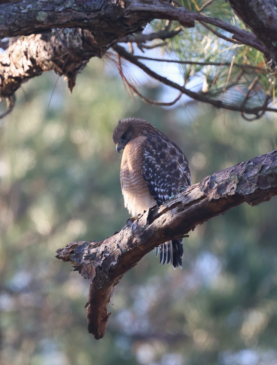 Red-shouldered Hawk - ML645126814