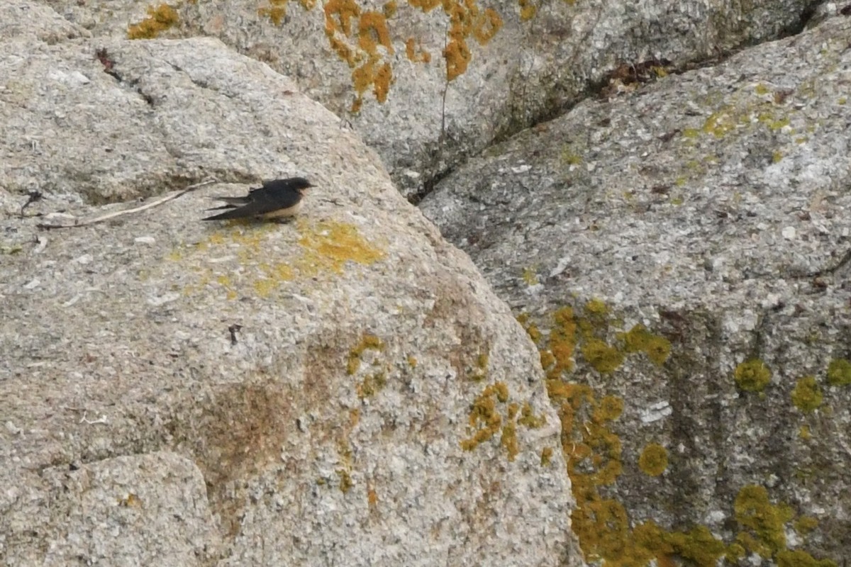 Barn Swallow - ML645126822