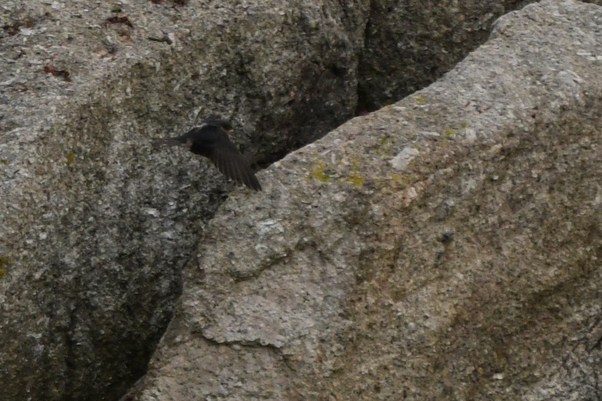 Barn Swallow - ML645126823