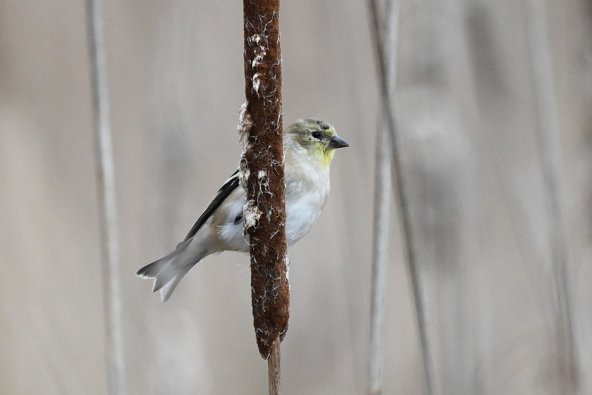 American Goldfinch - ML645126826
