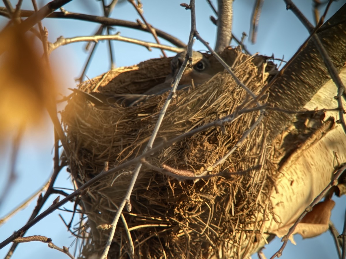Rotkehl-Hüttensänger - ML645126837